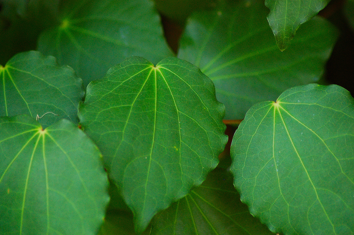 Kawakawa