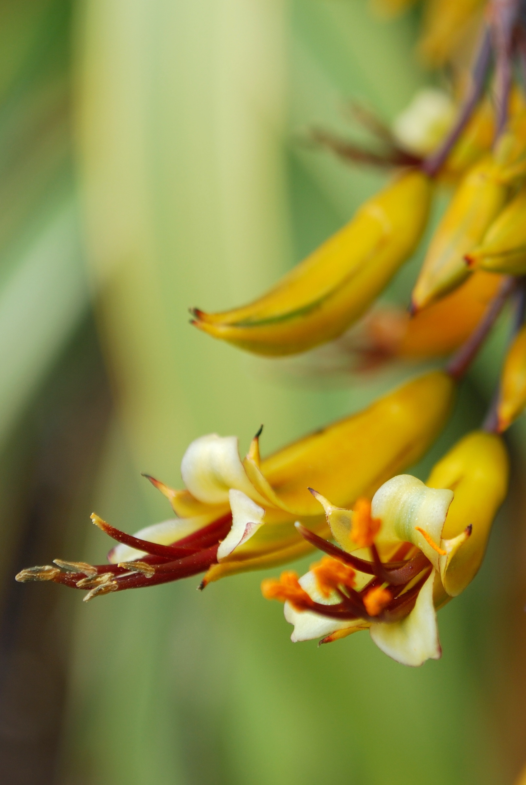 Harakeke (New Zealand Flax) in Bloom